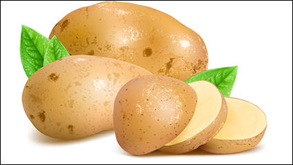 Fresh potatoes and slices vector material