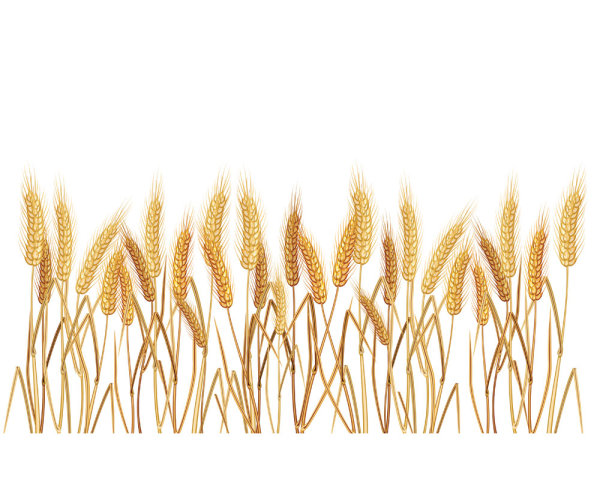 Yellow wheat 02-- vector material