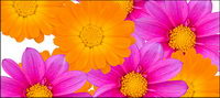 Color daisy picture material