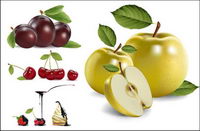4 real fruit Vector