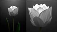 White tulips vector material -2