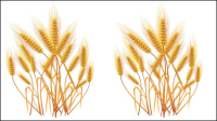 Yellow wheat 01 - vector material