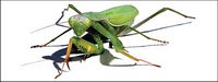 AI realistic rendering of vector material mantis