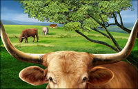 Cattle on the plains of the high-definition layered psd