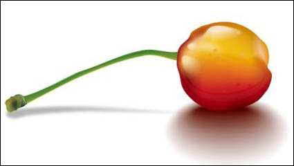 The realism Cherry Vector 