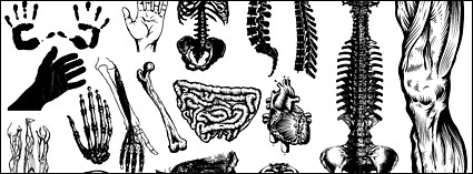 Go Media produced vector material - the human body parts and organs