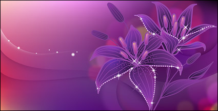 Dreams of the lily in full bloom